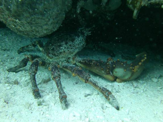Enorme carangueijo em mergulho próximo à Playa del Carmen, no litoral do Yucatán, no México